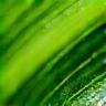 Green leaves and water droplets
